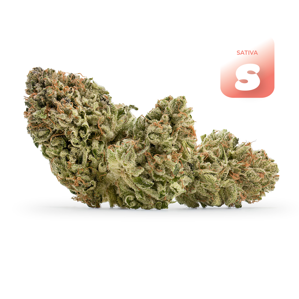 White Widow   (sativa leaning) - Flower - THC: 23.6 THCA: 26.4% CBD: 0.2
